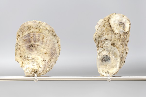 shell shield back detail